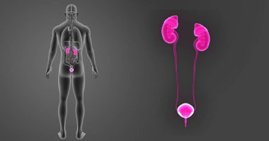 Üriner Sistem yakınlaştırma 