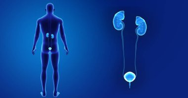 Üriner Sistem yakınlaştırma