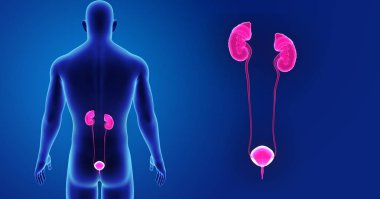 Üriner Sistem yakınlaştırma