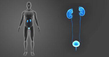 Üriner Sistem yakınlaştırma 