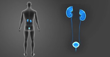 Üriner Sistem yakınlaştırma
