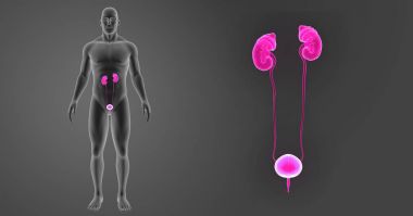 Üriner Sistem yakınlaştırma 