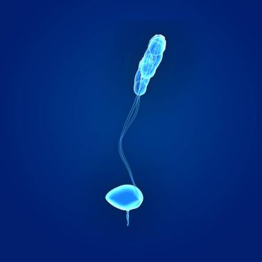 Üriner Sistem yan görünüm