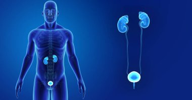 Üriner Sistem yakınlaştırma 