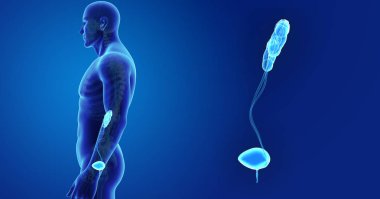 Üriner Sistem yakınlaştırma 