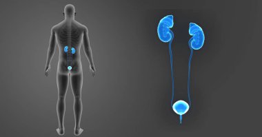 Üriner Sistem yakınlaştırma 