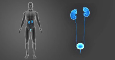 Üriner Sistem yakınlaştırma 
