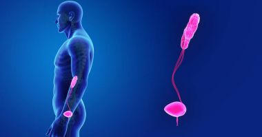 Üriner Sistem yakınlaştırma 