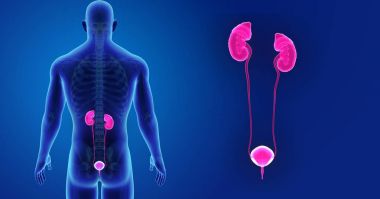 Üriner Sistem yakınlaştırma 