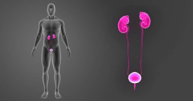 Üriner Sistem yakınlaştırma 