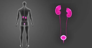 Üriner Sistem yakınlaştırma 