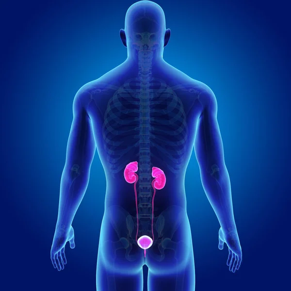 Urinary system with skeleton — Stock Photo, Image