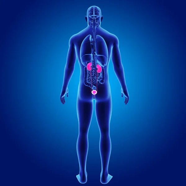 尿路系の器官と — ストック写真