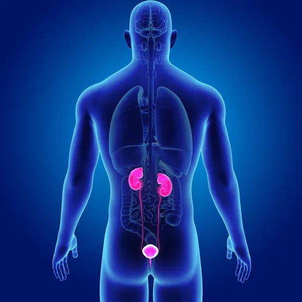 Sistema urinário com órgãos — Fotografia de Stock