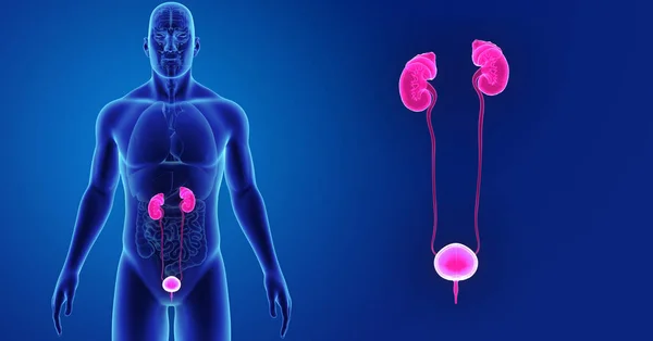 Urinary system zoom with organs — Stock Photo, Image