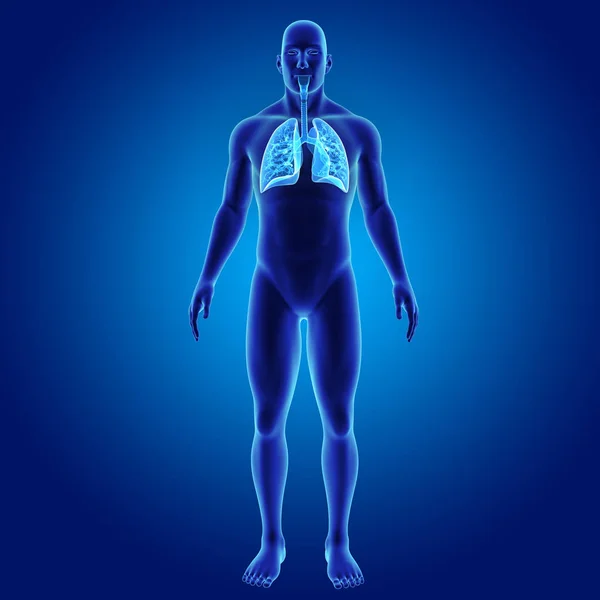 Легені з переднім видом тіла — стокове фото