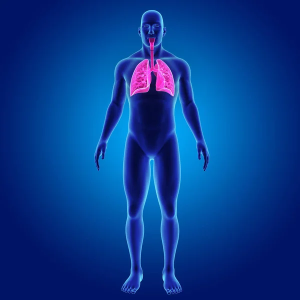 Pulmones con vista anterior del cuerpo —  Fotos de Stock