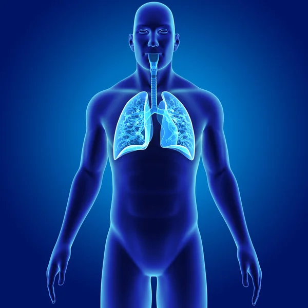 Płuca, z widokiem na przedniej ciała — Zdjęcie stockowe
