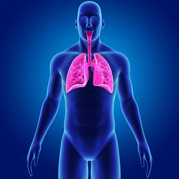 Lungs with body anterior view — Stock Photo, Image