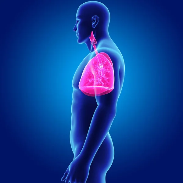 Lungs with body lateral view — Stock Photo, Image