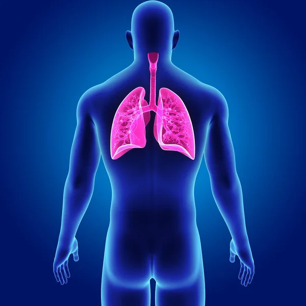 Lungen mit Körperrückblick — Stockfoto