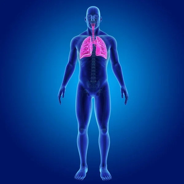 Lungen mit Skelett Vorderansicht — Stockfoto