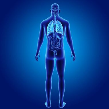 Akciğerler organları arka Manzaralı