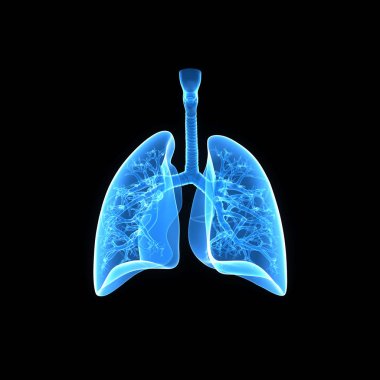 Akciğerler arka görünüm