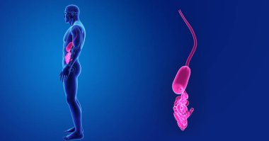 Mide ve ince bağırsak 