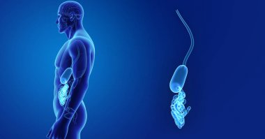 Mide ve ince bağırsak 