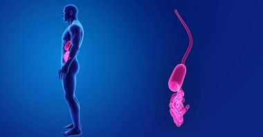 Mide ve ince bağırsak 