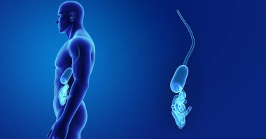 Mide ve ince bağırsak 