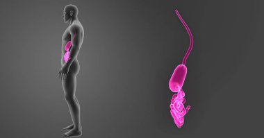 Mide ve ince bağırsak 