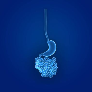 Stomach and small intestine clipart