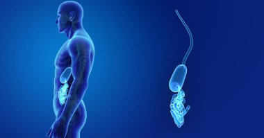 Mide ve ince bağırsak