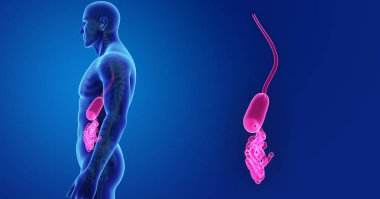 Mide ve ince bağırsak