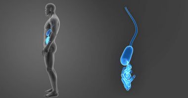 Mide ve ince bağırsak