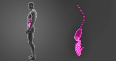 Mide ve ince bağırsak