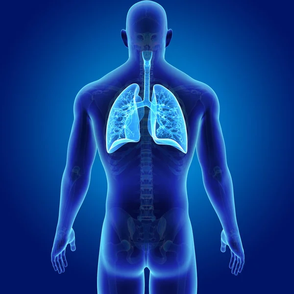 Lungs with skeleton posterior view — Stock Photo, Image