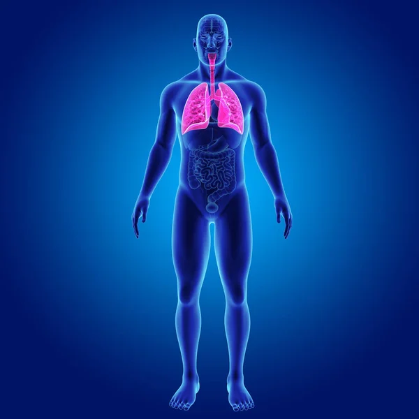 Lungs with organs anterior view — Stock Photo, Image