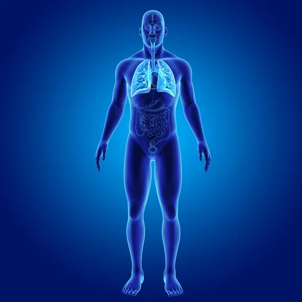 Легені з органами переднього виду — стокове фото