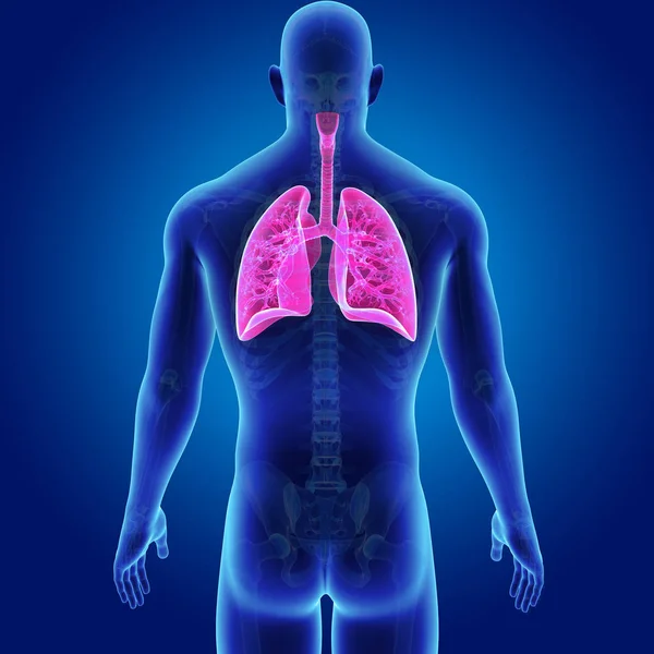 Lungs with skeleton posterior view — Stock Photo, Image