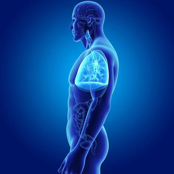 Lungs with organs lateral view — Stock Photo, Image