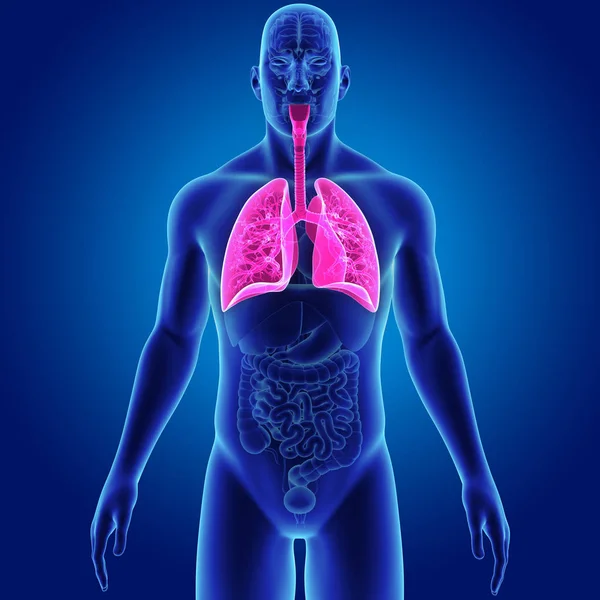 Lungs with organs anterior view — Stock Photo, Image