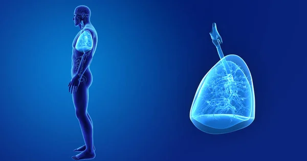 Zoom polmonare con organi — Foto Stock