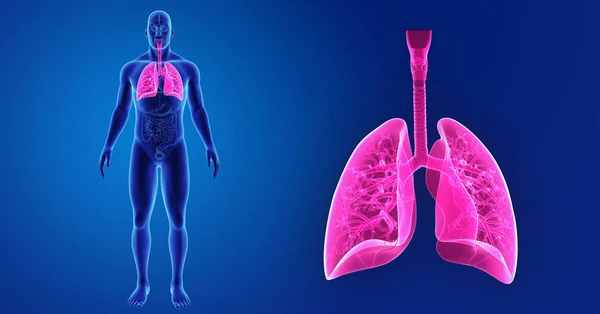 Pulmones zoom con órganos — Foto de Stock