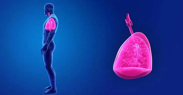 Pulmones zoom con órganos — Foto de Stock