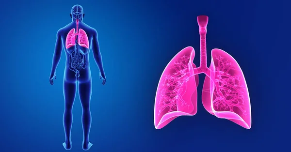 Pulmones zoom con órganos — Foto de Stock