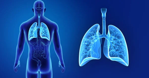 Pulmones zoom con órganos —  Fotos de Stock