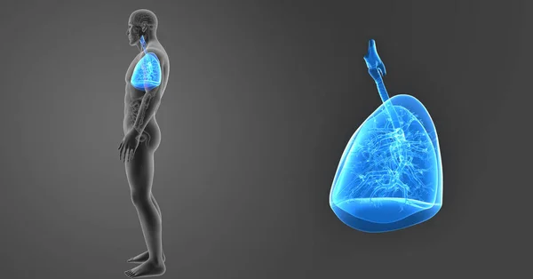 Powiększenie płuc z narządów — Zdjęcie stockowe